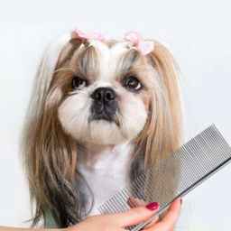 Hapuma Grooming, hair trimming and nail washing for pets in Tehran