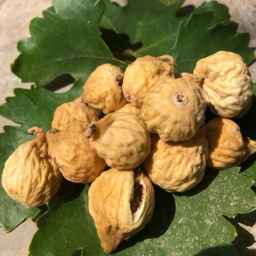 Fig village, sale and distribution of saffron and almond nuts in Estehban Fars