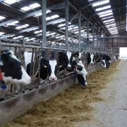 Afarinesh Barash Radman Co., manufactures animal husbandry equipment in Isfahan