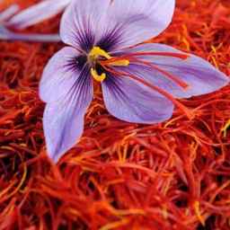 Ahmadzadeh store, production and sale of saffron in Birjand South Khorasan