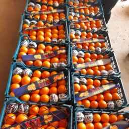 Hamta packaging industries, citrus production and selling baskets in Mazandaran