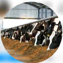 Azarbaijan Animal Feed, producer of animal and poultry feed in Tabriz