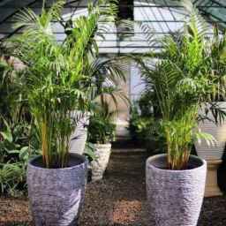 Erika's greenhouse