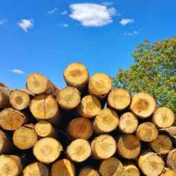 Ain Elahi wood shop