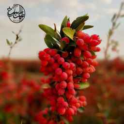 red gem