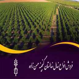 Hasanzadeh treasure nursery