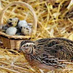 Golden Quail Education