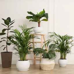 Mehdizadeh Nursery