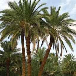 Skilled Palm