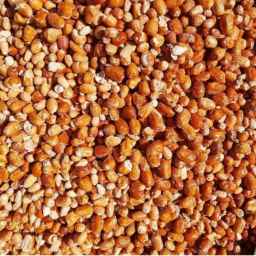 Golestan Nut