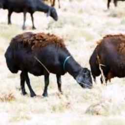 Ehsan Lotfi livestock