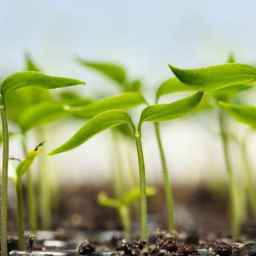 Honesty Nursery