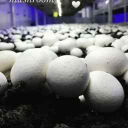 Ara mushroom farm