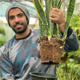 Novin Mehr greenhouse