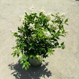 Ghanmi flower shop