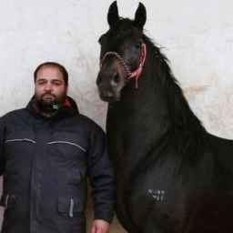 مزرعة شيهي لتربية الخيول