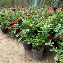 Omidian Nursery