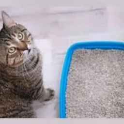 Cat litter