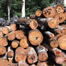 Asdi wood waste