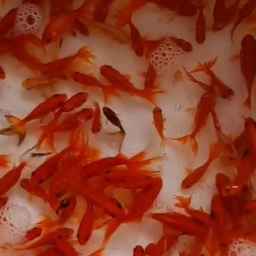 Bahu brothers fish farming