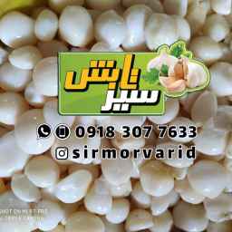 متجر طبش اللؤلؤة للثوم