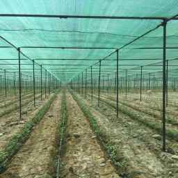 Shed the canopy of Haraz
