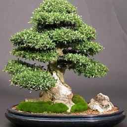 Production, consultation and sale of various types of bonsai zendi in Mazandaran