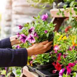 Sun Rose flower shop in Bandar Abbas
