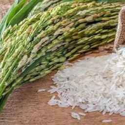 Ahmadnia Rice Production Group
