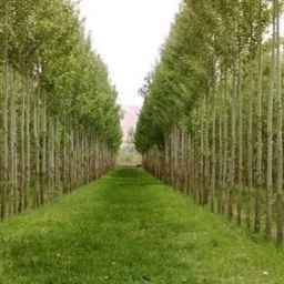 Ehsan Mirzaei Nursery in Miandoab