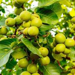 New Iranian walnut nursery in West Azerbaijan