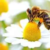 Honey bee breeding and queen Lahij Bee in Lahijan