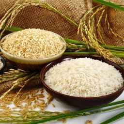 Production of Gilan Khazarian rice in Lesht Nesha