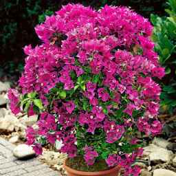 Sale of flowers and plants in the Gil-Gol collection in Rasht