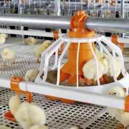 Sale of poultry facilities in Qazvin