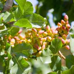 Moradi pistachio nursery in Torbet Jam