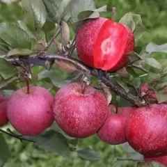 Heydaran Nursery in East Azerbaijan