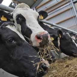 Zero to one hundred farmer livestock services in Mashhad