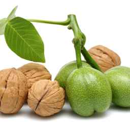 Buying and selling transplanted walnut seedlings and Chandler walnuts of Parsian region in Sari, Mazandaran