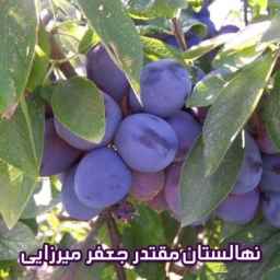 Nobahar Jafarmirzai nursery and garden in Miandoab