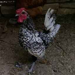 Production of cleaning saberit eggs in Razavi Khorasan Kashmir