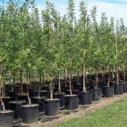 Bashirzadeh nursery in Tabriz