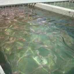 Abad Karaj Fish House