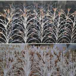 Hafaz Afarinesh in Shiraz