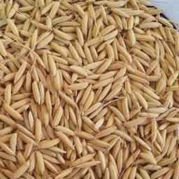 Cultivation and sale of rice box rice seeds in Astane Ashrafieh, Gilan