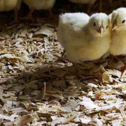 بيع وشراء روث الدجاج وإنتاج وتوزيع دواجن نعمة محمودي بوشال في ساري