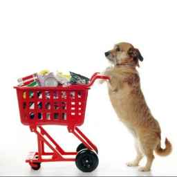Eva Pet Shop, all kinds of animal supplements and toys in Lahijan