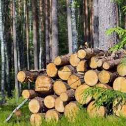 Manafi Wood Industries, sale of wood for garden and forest in East Azerbaijan