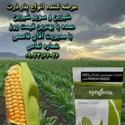 Ghasemi starch corn, buying and selling sweet corn seeds in Shiraz