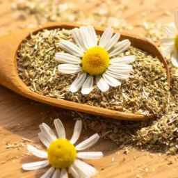 Shibani medicinal plants, wholesale sales of thyme and chamomile plants in Shiraz